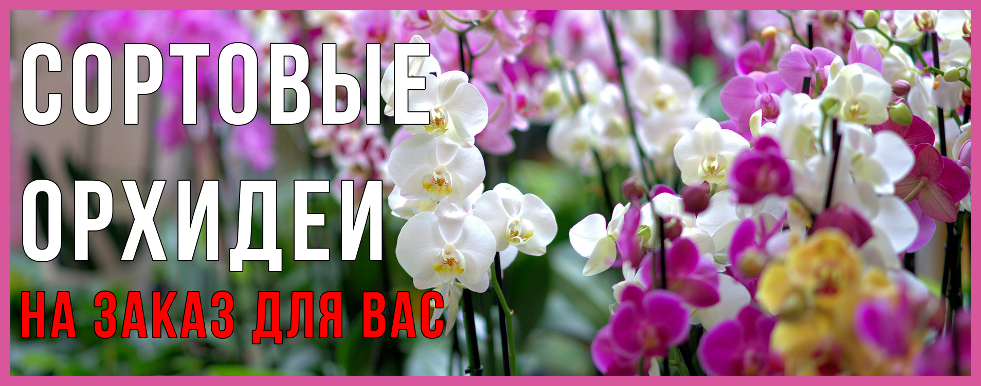 Интернет Магазин Орхидей Почтой По России